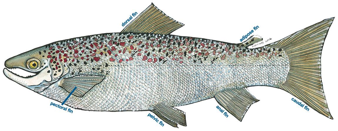 Salmon illustration by Laury Zicori USFWS, Retired